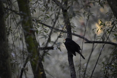 Turdus merula