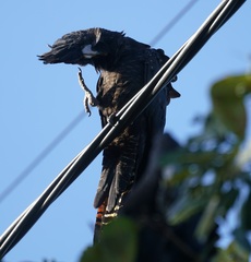 Calyptorhynchus banksii