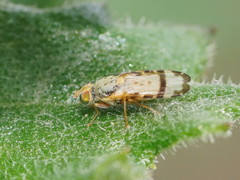 Sphenella ruficeps