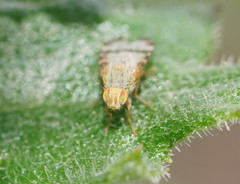 Sphenella ruficeps