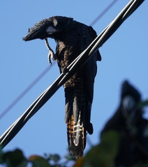 Calyptorhynchus banksii