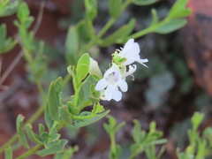 Prostanthera striatiflora