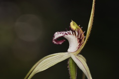 Caladenia × cala