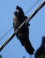 Calyptorhynchus banksii