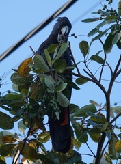 Calyptorhynchus banksii
