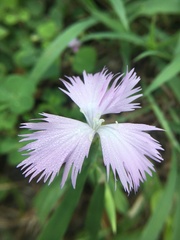 Dianthus longicalyx