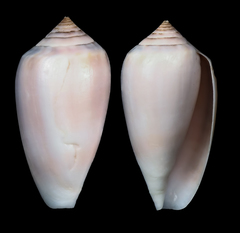 Conus archiepiscopus