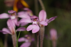 Caladenia nana