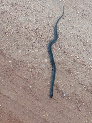 Helicops leopardinus