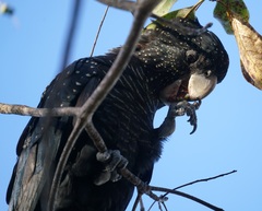 Calyptorhynchus banksii