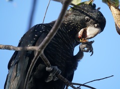 Calyptorhynchus banksii