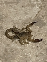 Franckeus rubrimanus
