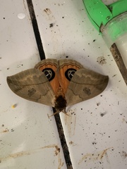 Automeris liberia