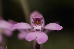 Caladenia nana