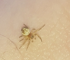 Araneae