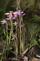Caladenia nana