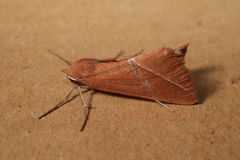 Compsoptera opacaria