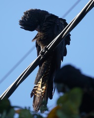 Calyptorhynchus banksii
