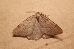 Dasypteroma thaumasia