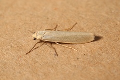 Eilema palliatella