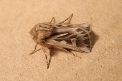 Eucoptocnemis optabilis