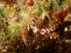 Facelina rubrovittata