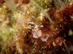 Facelina rubrovittata