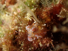 Facelina rubrovittata