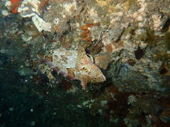 Clinus superciliosus