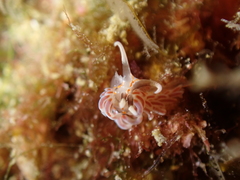Facelina rubrovittata
