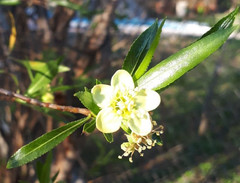 Kageneckia lanceolata