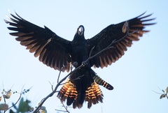 Calyptorhynchus banksii