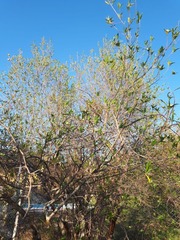 Kageneckia lanceolata