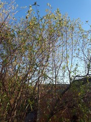 Kageneckia lanceolata