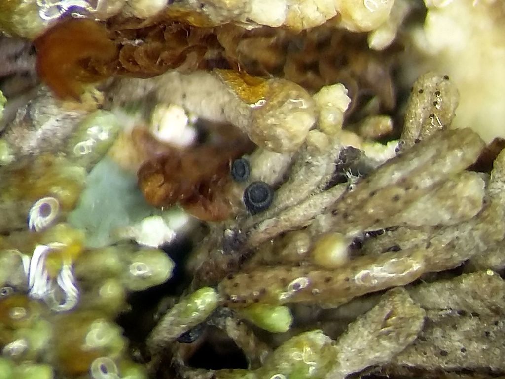 Dactylospora scapanaria
