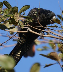 Calyptorhynchus banksii