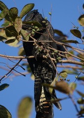 Calyptorhynchus banksii