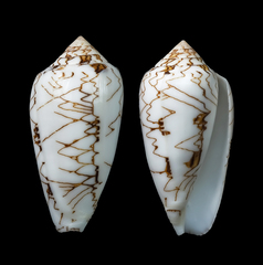 Conus archiepiscopus