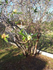 Kageneckia lanceolata