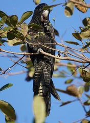 Calyptorhynchus banksii