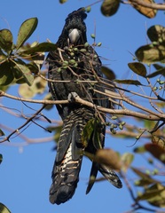Calyptorhynchus banksii