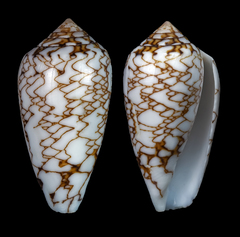 Conus archiepiscopus