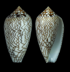 Conus archiepiscopus