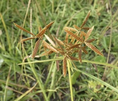 Cyperus filicinus