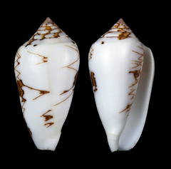 Conus archiepiscopus
