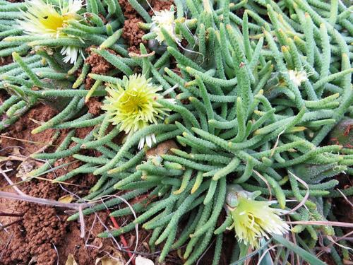 Mesembryanthemum resurgens