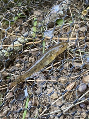 Philypnodon grandiceps