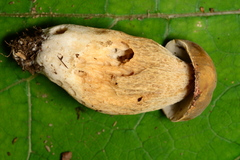 Boletus variipes