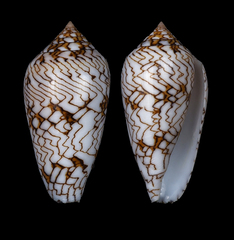 Conus archiepiscopus