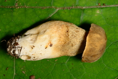 Boletus variipes
